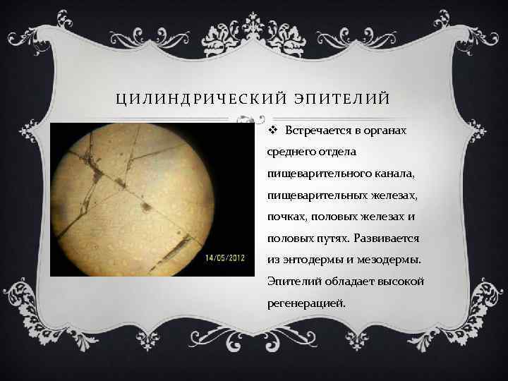 ЦИЛИНДРИЧЕСКИЙ ЭПИТЕЛИЙ v Встречается в органах среднего отдела пищеварительного канала, пищеварительных железах, почках, половых