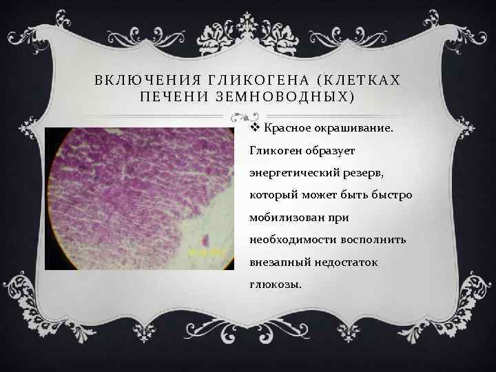 ВКЛЮЧЕНИЯ ГЛИКОГЕНА (КЛЕТКАХ ПЕЧЕНИ ЗЕМНОВОДНЫХ) v Красное окрашивание. Гликоген образует энергетический резерв, который может