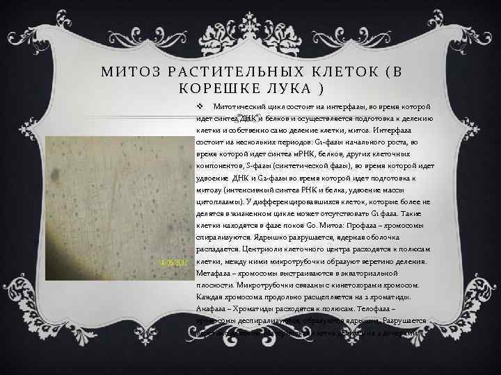 МИТОЗ РАСТИТЕЛЬНЫХ КЛЕТОК (В КОРЕШКЕ ЛУКА ) v Митотический цикл состоит из интерфазы, во