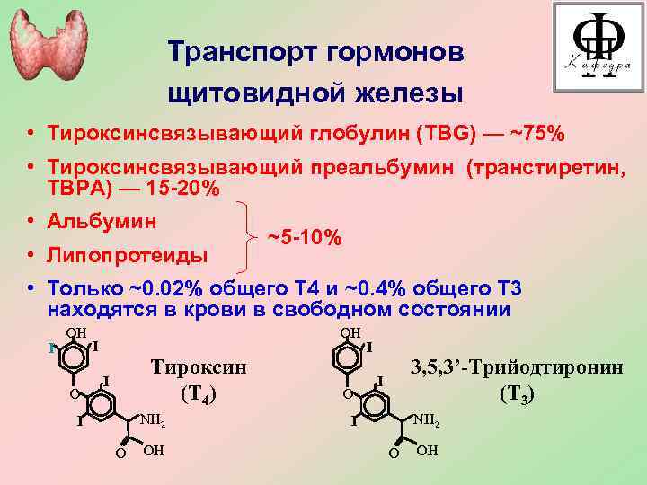Глобулин у мужчин. Транспорт гормонов щитовидной железы. Тироксинсвязывающий преальбумин. Гормоны щитовидной железы патофизиология. Транспорт гормонов кровью.
