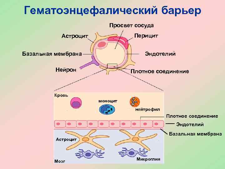 Схема гематоэнцефалического барьера