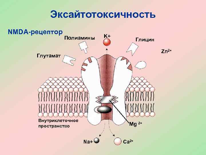 Nmda рецепторы это. Глутаматных NMDA Рецептор. NMDA рецепторы активация рецептора. Строение NMDA рецептора. НМДА Рецептор строение.