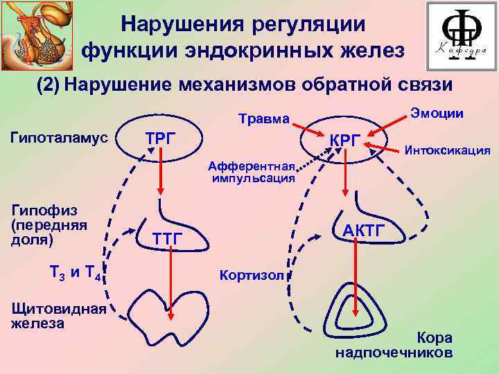 Нарушения регуляции функции эндокринных желез (2) Нарушение механизмов обратной связи Эмоции Травма Гипоталамус ТРГ