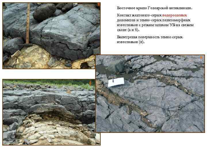 а Восточное крыло Голоярской антиклинали. Контакт желтовато-серых водорослевых доломитов и темно-серых пелитоморфных известняков с