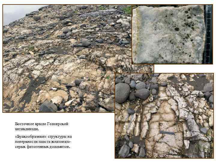 Восточное крыло Голоярской антиклинали. «Булкообразные» структуры на поверхности пласта желтоватосерых фитогенных доломитов. 