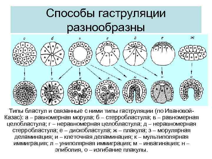 Однослойный зародыш в форме шара