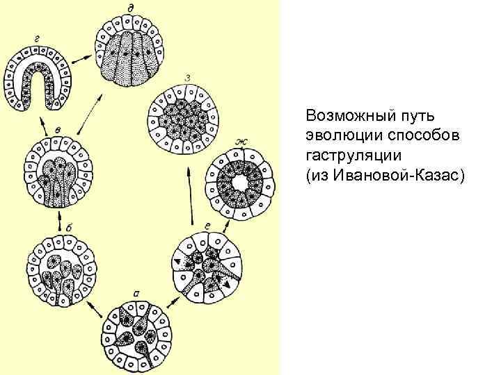 Возможный путь эволюции способов гаструляции (из Ивановой-Казас) 