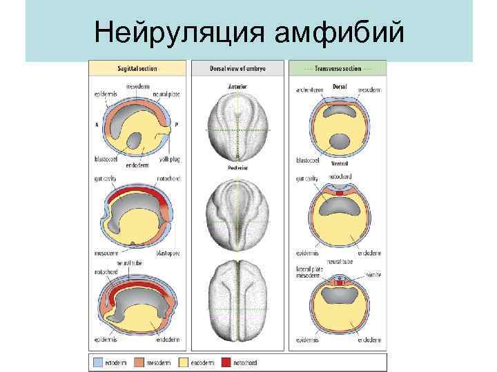 Нейруляция амфибий 