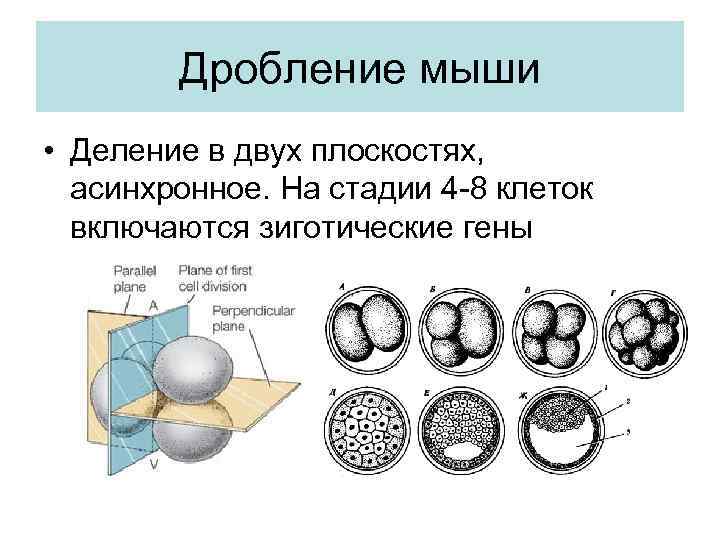 Число дробления. Дробление зиготы человека полное неравномерное асинхронное. Полное неравномерное асинхронное дробление. Типы дробления. Тип дробления у млекопитающих.