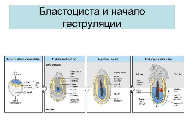 Бластоциста и начало гаструляции 