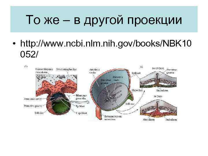 То же – в другой проекции • http: //www. ncbi. nlm. nih. gov/books/NBK 10