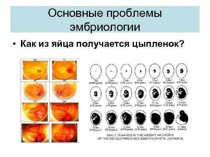 Основные проблемы эмбриологии • Как из яйца получается цыпленок? 