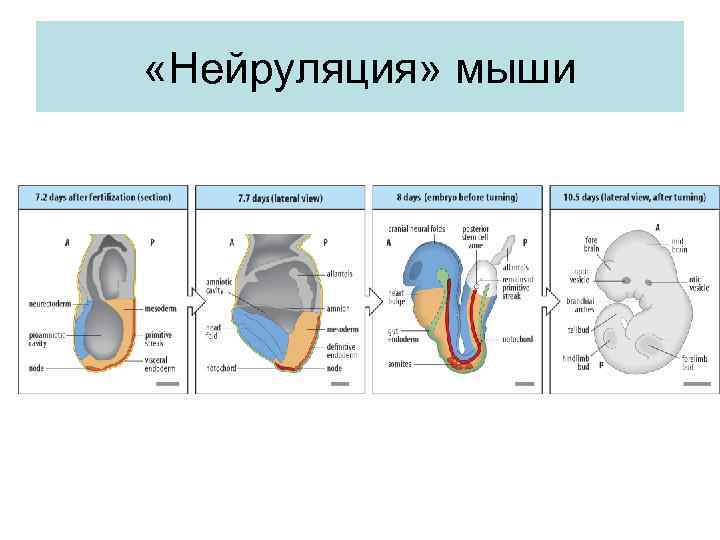  «Нейруляция» мыши 