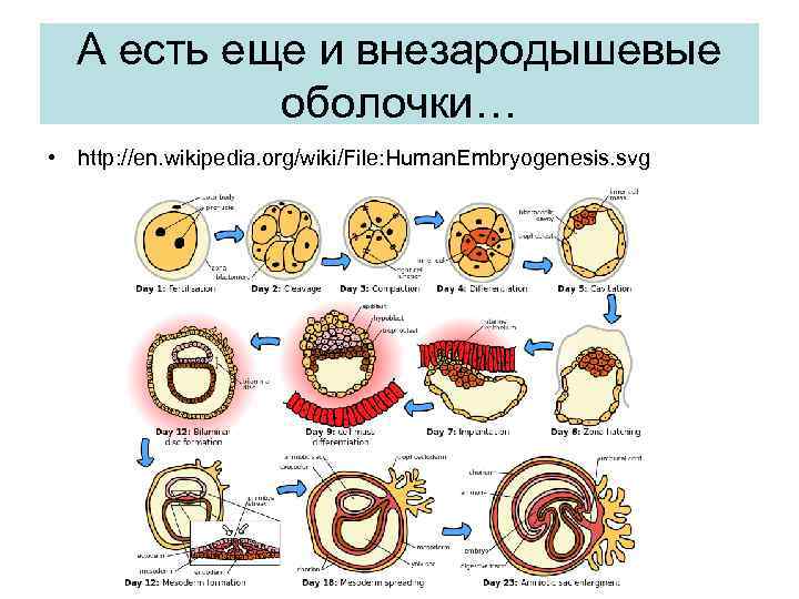 А есть еще и внезародышевые оболочки… • http: //en. wikipedia. org/wiki/File: Human. Embryogenesis. svg