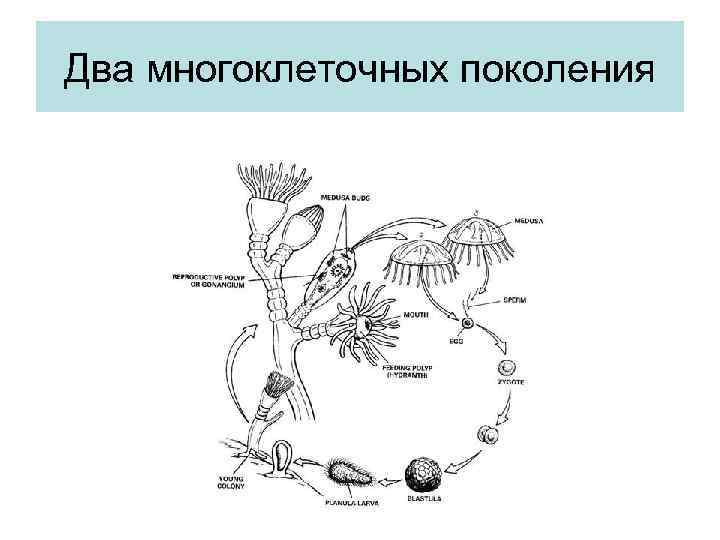 Два многоклеточных поколения 