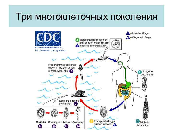 Три многоклеточных поколения 