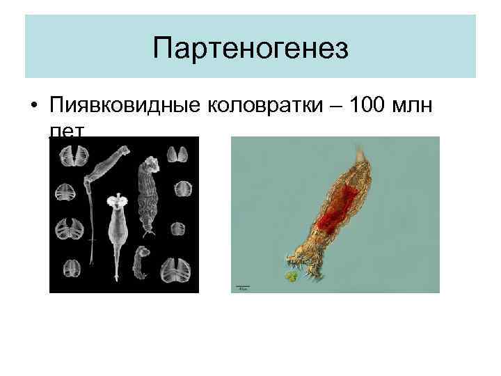 Партеногенез • Пиявковидные коловратки – 100 млн лет 