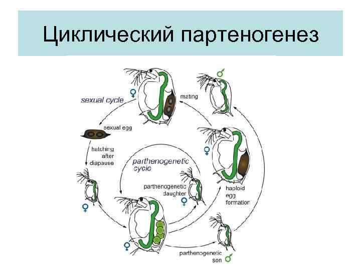 Циклический партеногенез 