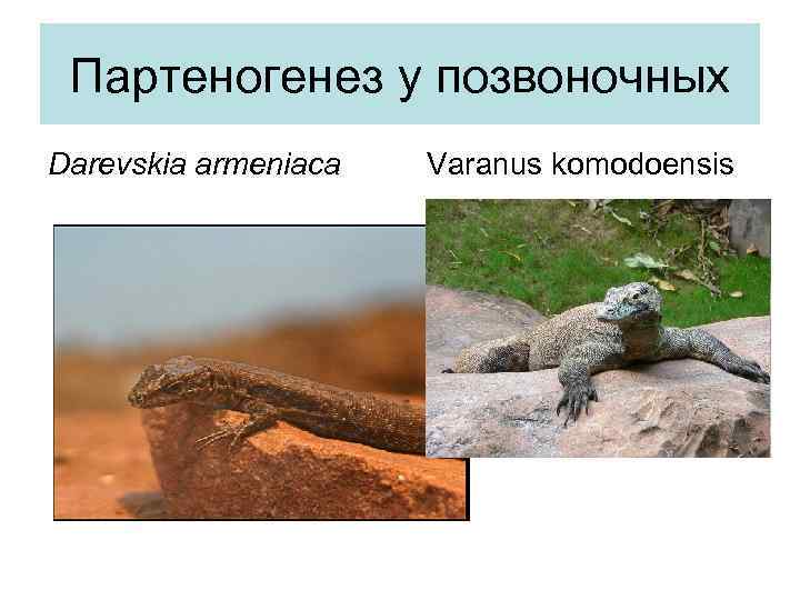 Партеногенез у позвоночных Darevskia armeniaca Varanus komodoensis 