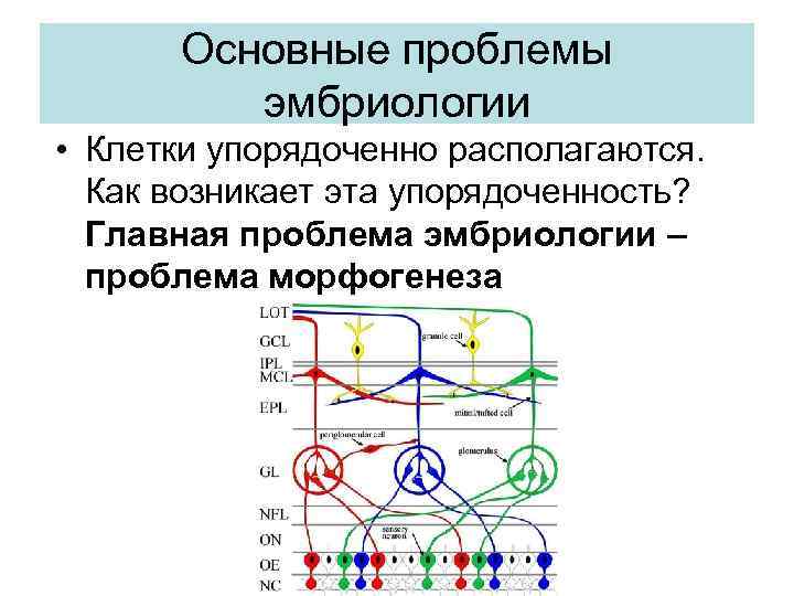 Основные проблемы эмбриологии • Клетки упорядоченно располагаются. Как возникает эта упорядоченность? Главная проблема эмбриологии