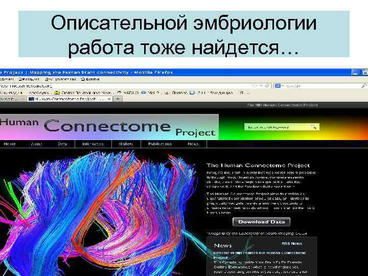 Описательной эмбриологии работа тоже найдется… 