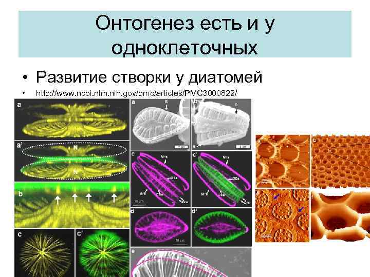 Онтогенез есть и у одноклеточных • Развитие створки у диатомей • http: //www. ncbi.