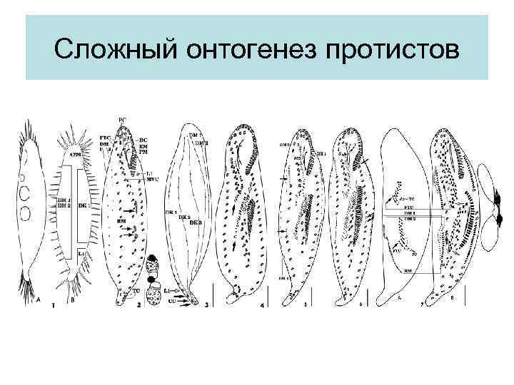 Сложный онтогенез протистов 