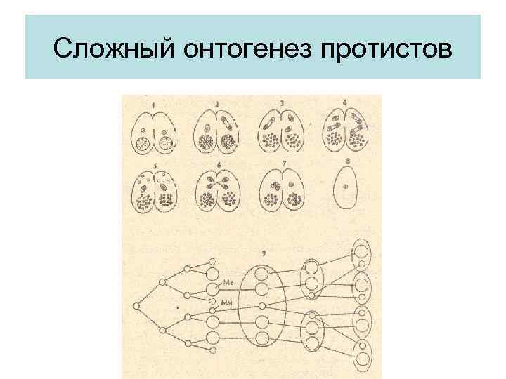 Сложный онтогенез протистов 