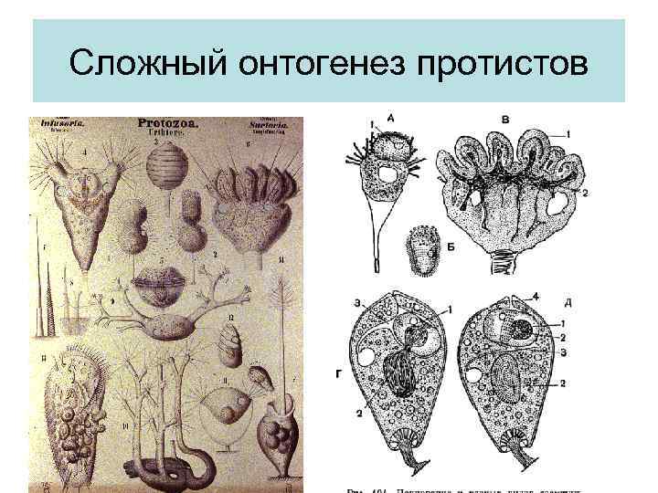 Сложный онтогенез протистов 