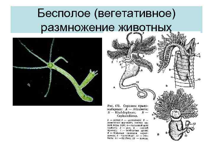 Бесполое (вегетативное) размножение животных 