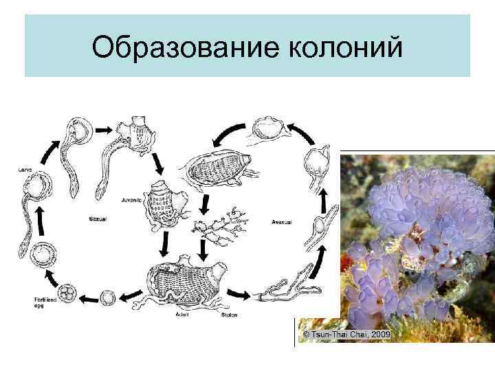 Образование колоний 