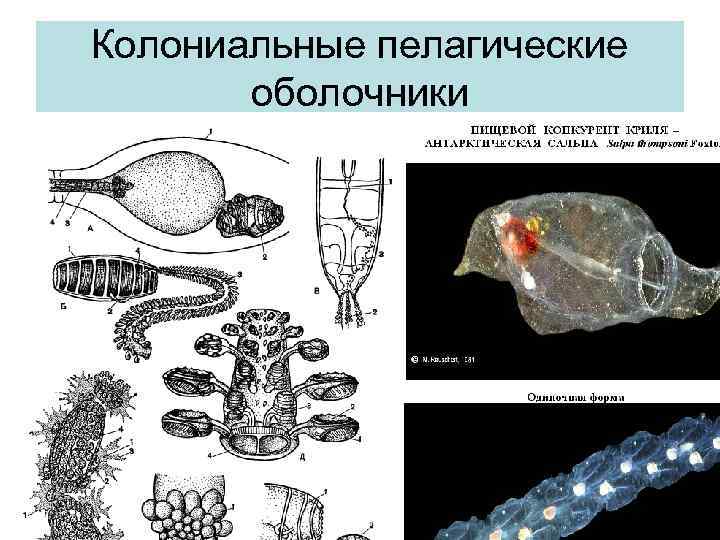 Колониальные пелагические оболочники 