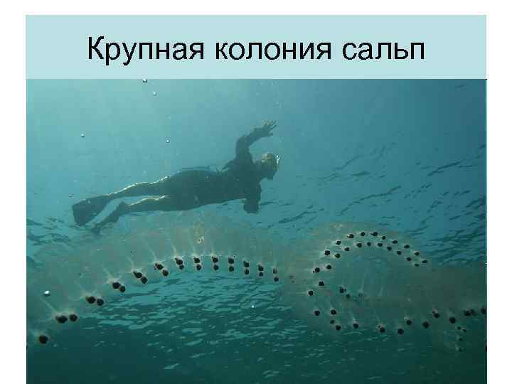 Крупная колония сальп 