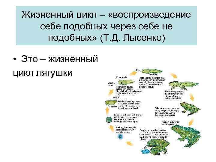 Жизненный цикл – «воспроизведение себе подобных через себе не подобных» (Т. Д. Лысенко) •