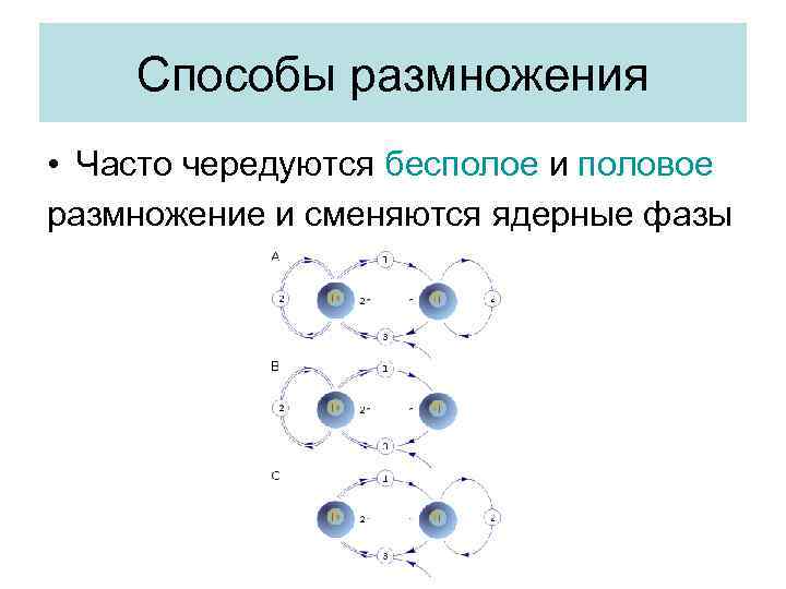 Способы размножения • Часто чередуются бесполое и половое размножение и сменяются ядерные фазы 