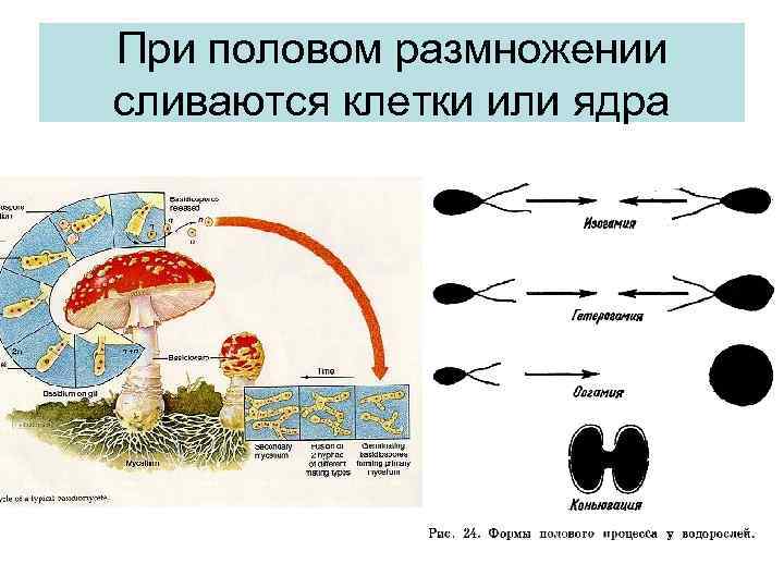 При половом размножении сливаются клетки или ядра 