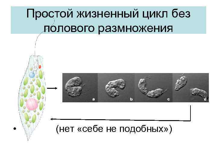  Простой жизненный цикл без полового размножения • (нет «себе не подобных» ) 