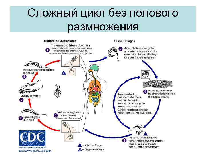 Сложный цикл без полового размножения 