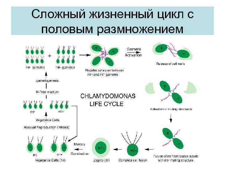 Сложный жизненный цикл с половым размножением 