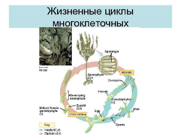 Жизненные циклы многоклеточных 