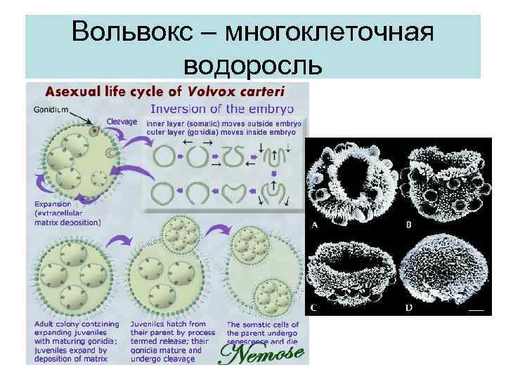 Вольвокс – многоклеточная водоросль 