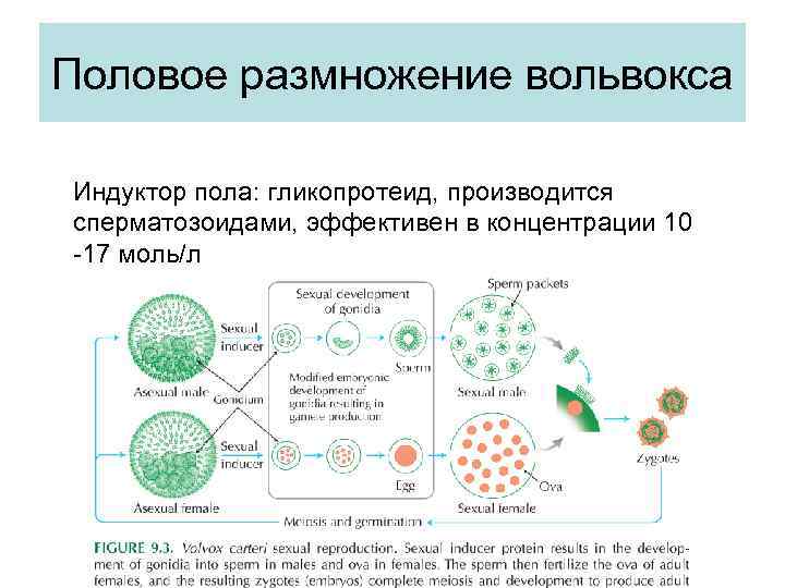 Половое размножение вольвокса Индуктор пола: гликопротеид, производится сперматозоидами, эффективен в концентрации 10 -17 моль/л