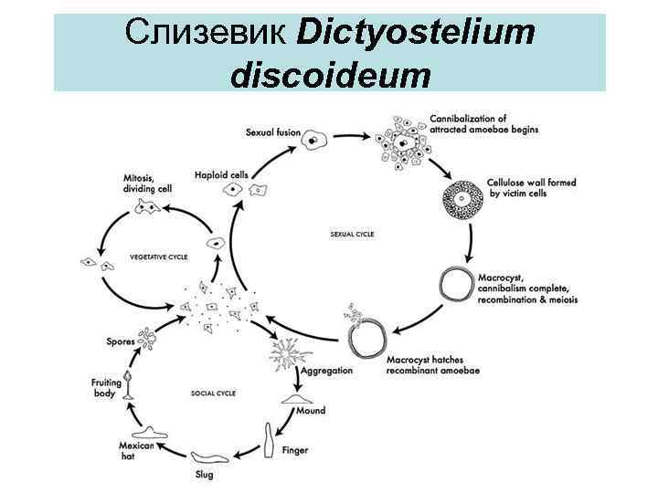 Слизевик Dictyostelium discoideum 