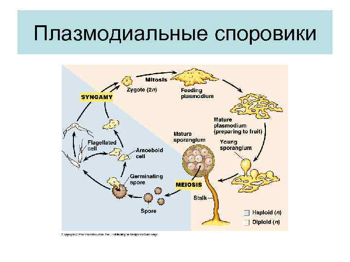 Плазмодиальные споровики 