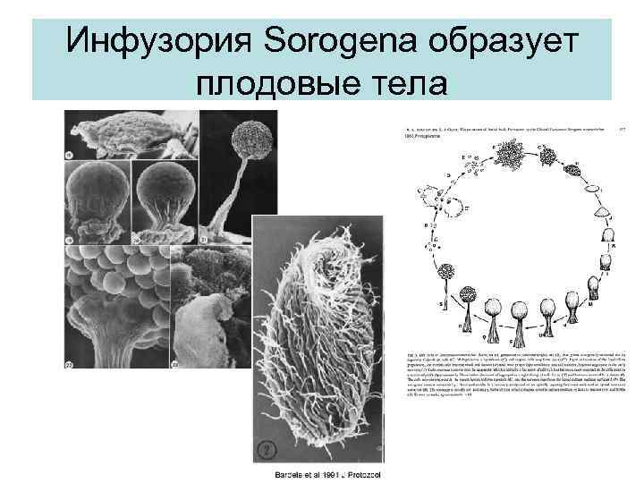 Инфузория Sorogena образует плодовые тела 