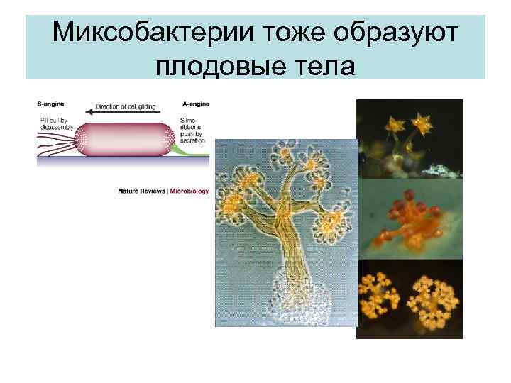 Миксобактерии тоже образуют плодовые тела 
