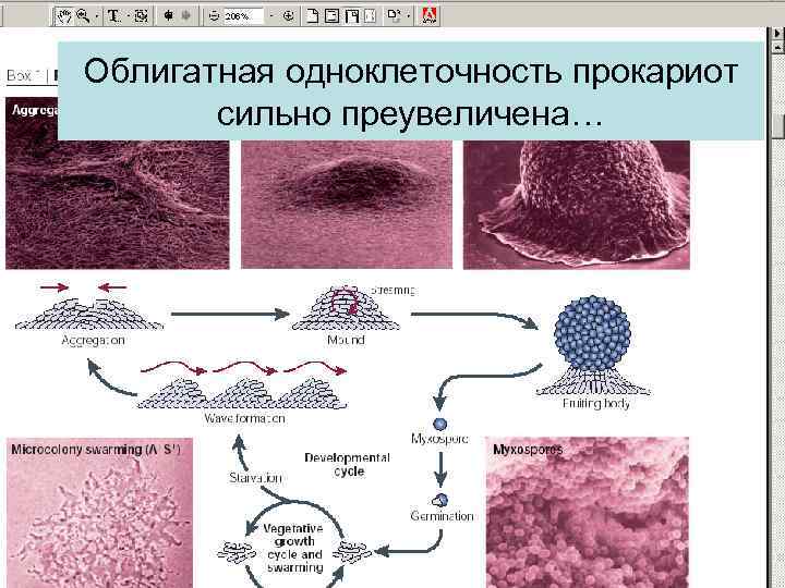 Облигатная одноклеточность прокариот сильно преувеличена… 