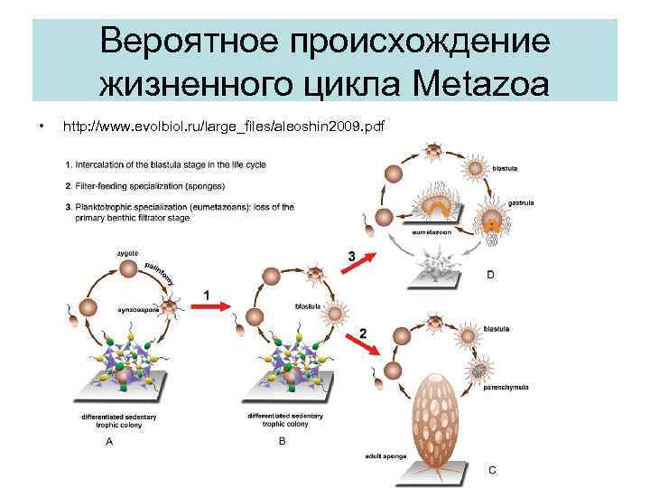 Вероятное происхождение жизненного цикла Metazoa • http: //www. evolbiol. ru/large_files/aleoshin 2009. pdf 