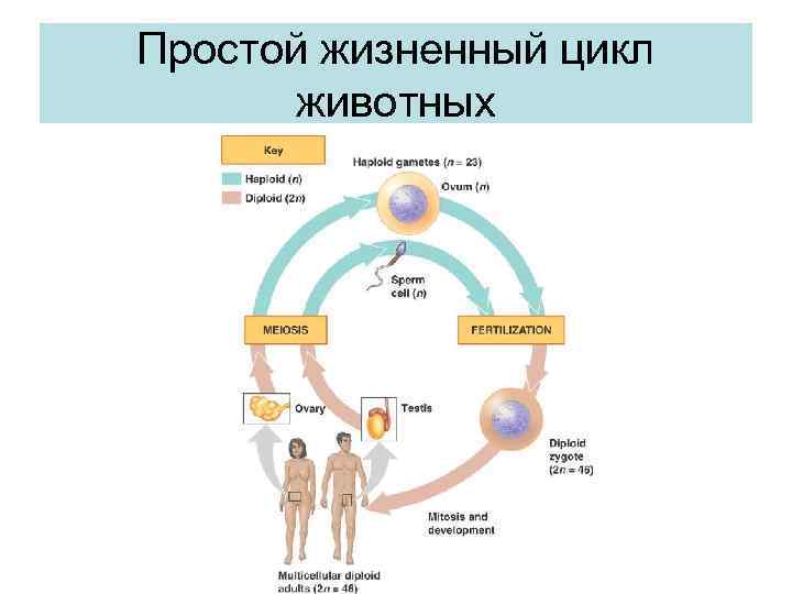 Простой жизненный цикл животных 