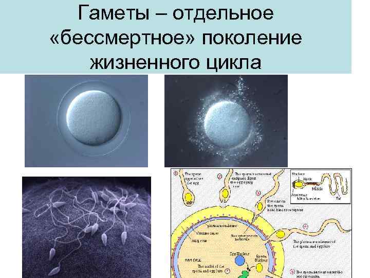 Гаметы – отдельное «бессмертное» поколение жизненного цикла 